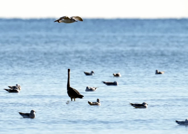 Baltijas jūrā identificē dabas vērtības; iedzīvotājus aicina uz sabiedrisko apspriešanu