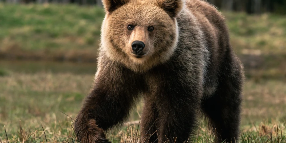 Slēpnis sniedza unikālu iespēju vērot lāčus no ļoti nelielas distances - daži ķepaiņi no Daces atradās vien 9-10 metru attālumā.