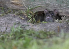 Bīstams signāls: Latvijā trešdaļa pārbaudīto grauzēju inficēti ar leptospirozi
