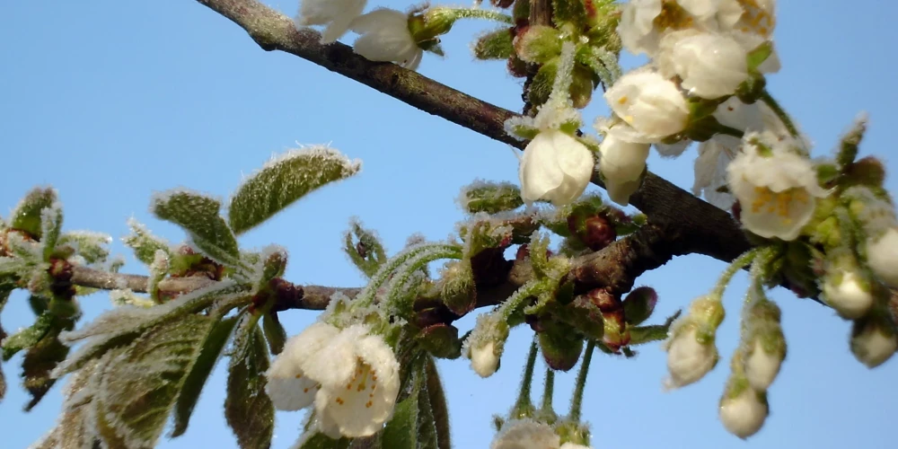 Vietumis gaisa temperatūra nokritīsies zem nulles.