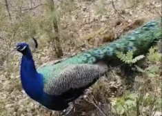 ВИДЕО: в Саулкрасты замечено животное, нетипичное для наших широт