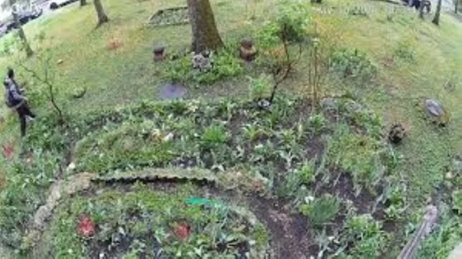 Māmiņdienas agrā rītā kāds tētuks ar bērnu siroja pa pilsētas apstādījumiem “tulpju medībās”.