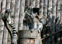 Turpmāk Rīgas zoodārza kaķu lemurus varēs vērot tiešraidē visu diennakti. VIDEO