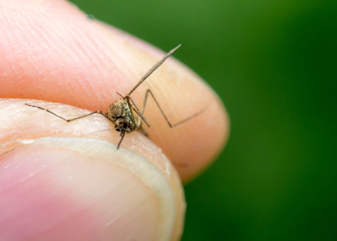 Alu iedzēruši cilvēki vairāk pievilina odus, atklāj zinātnieki