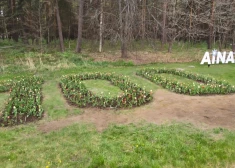 Ainažos tapusi unikāla jubilejas puķu dobe