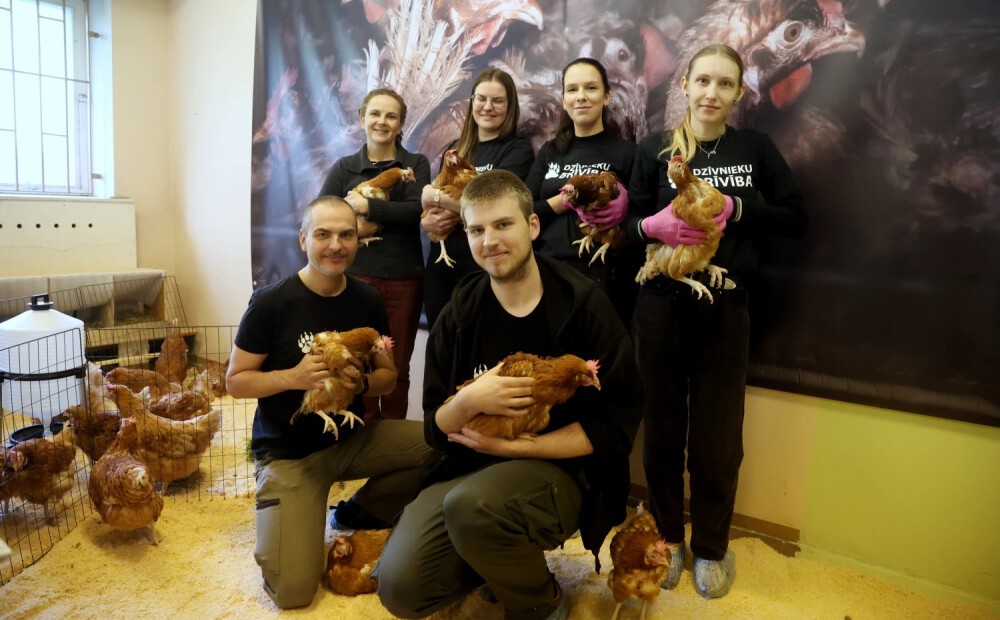 FOTO: Latvijā līdz šim nepieredzēta akcija – no sprostu fermas izglābtas 100 vistas