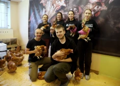 FOTO: Latvijā līdz šim nepieredzēta akcija – no sprostu fermas izglābtas 100 vistas