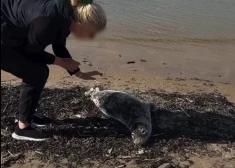 Женщина пыталась погладить морского котика в Юрмале - интернет взорвался критикой