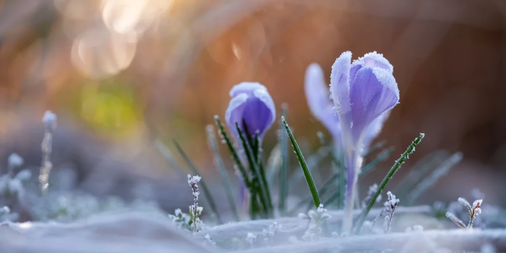 Zāles virskārtā vietām Latgalē un Vidzemē gaidāma salna. (foto: Shutterstock)