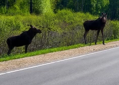 VIDEO: pat aļņi zina, kas jādara! Policija publicējusi pārsteidzošus kadrus