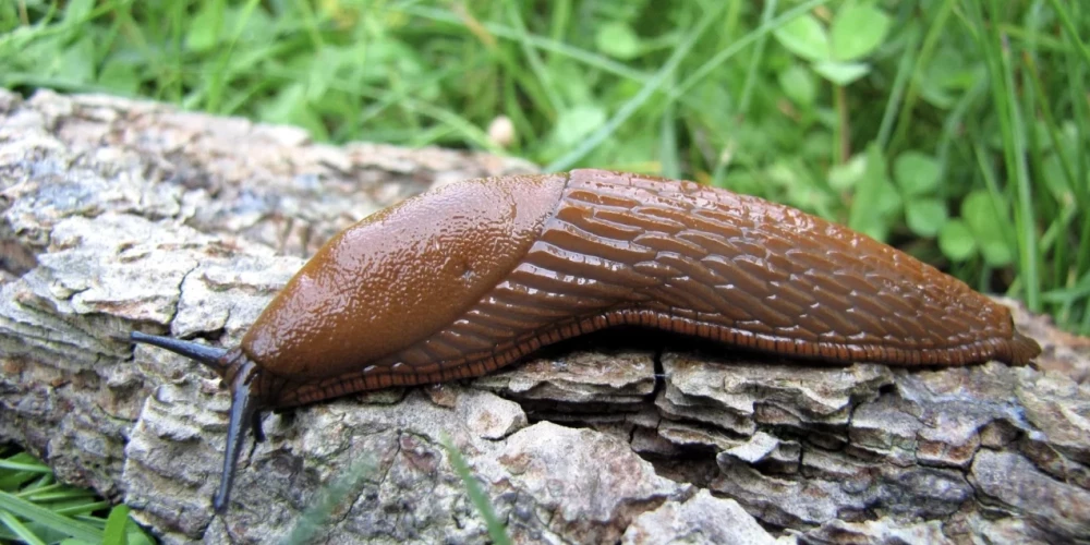 Spānijas kailgliemezis "Arion lusitanicus", kas lielākajā Eiropas daļā ir nozīmīgs lauksaimniecības kaitēklis un invazīva suga. 