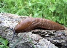 Pavasaris ir maldinošs: vai invazīvie kailgliemeži būs pazuduši?