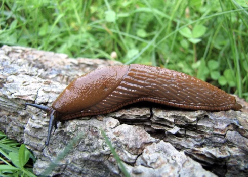 Spānijas kailgliemezis "Arion lusitanicus", kas lielākajā Eiropas daļā ir nozīmīgs lauksaimniecības kaitēklis un invazīva suga. 