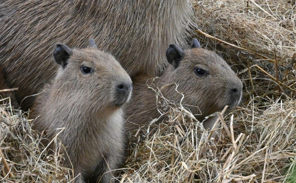 Rīgas ZOO kapibaru saime kuplinās – piedzimuši vēl četri mazuļi