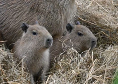 Rīgas ZOO kapibaru saime kuplinās – piedzimuši vēl četri mazuļi