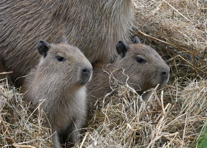 Rīgas ZOO kapibaru saime kuplinās – piedzimuši vēl četri mazuļi