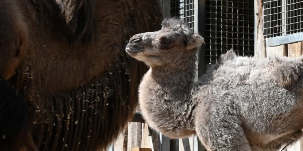 Rīgas ZOO kamieļu saimē piedzimis jauns mazulis.