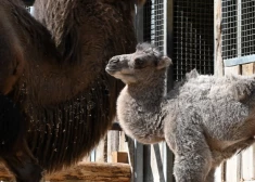 Rīgas ZOO kamieļu saimē piedzimis jauns mazulis