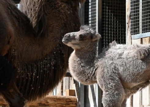 Rīgas ZOO kamieļu saimē piedzimis jauns mazulis. 