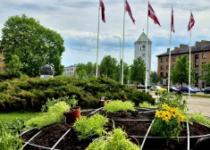 No leduspuķēm līdz iecienītajām petūnijām: Jelgavā sākta pilsētas apstādījumu veidošana