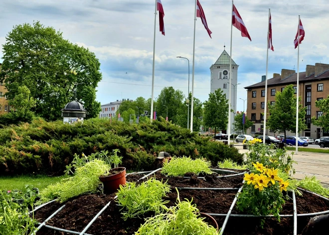 No leduspuķēm līdz iecienītajām petūnijām: Jelgavā sākta pilsētas apstādījumu veidošana