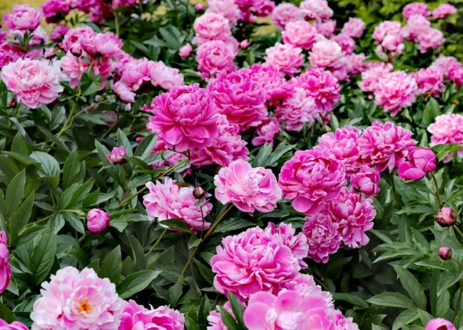 Palutini peonijas ar šo līdzekli jau tagad, un tās ziedēs sevišķi krāšņi