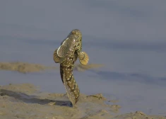 Эта рыба вышла из воды и научилась "ходить" по суше - выглядит почти нереально