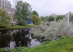 ФОТО: в центре Риги в канал рухнула 100-летняя осина