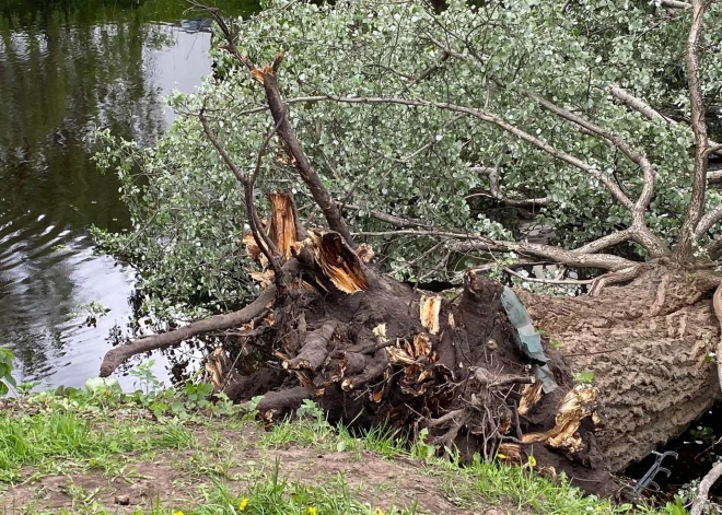 Rīgas kanālā iepretim Latvijas Nacionālajai operai iegāzusies vairāk nekā 100 gadus veca pelēkā apse, informēja SIA "Rīgas meži" stratēģiskās komunikācijas un sabiedrisko attiecību daļas vadītāja Ieva Geistere.