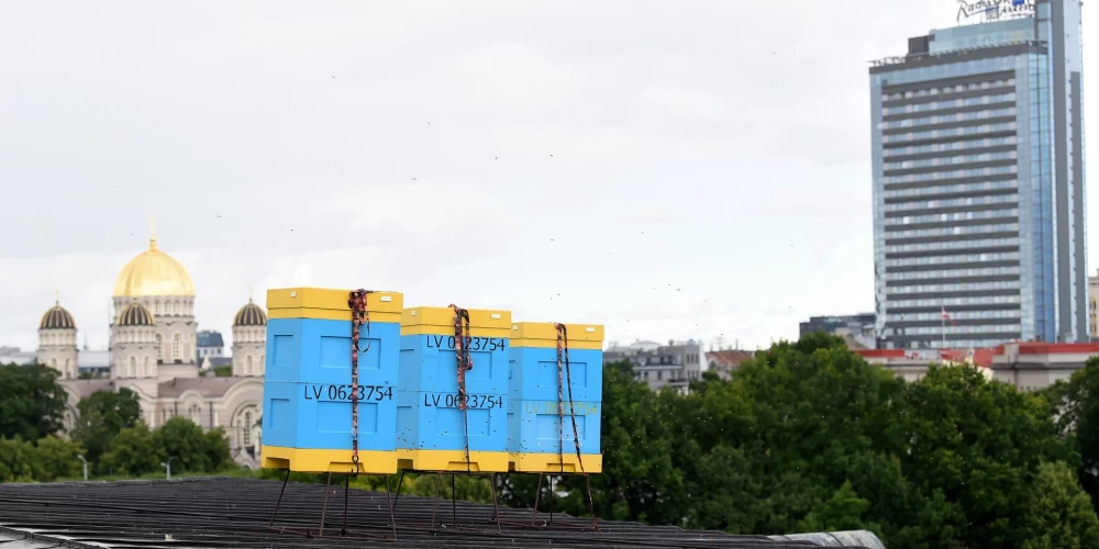 В Латвии так любят пчел, что ставят ульи в самом центре города.