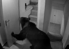 Rumānijā lācis šiverē pa viesnīcu. VIDEO