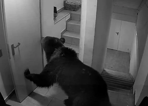 Lācis Rumānijas viesnīcā (ekrānuzņēmums no video)