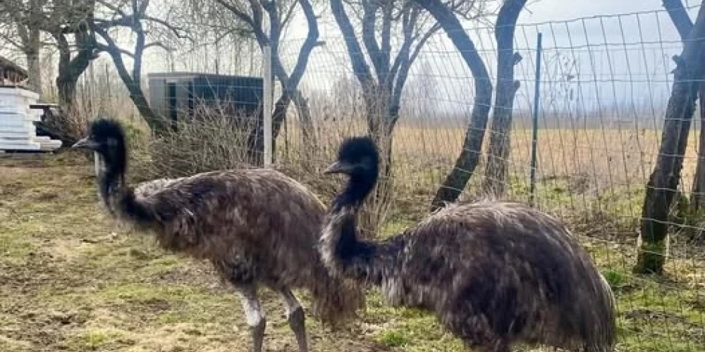 Vecumniekos mājas meklē divi emu.