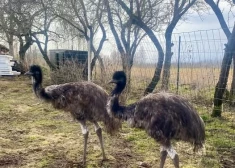 Eksotisks piedāvājums Vecumniekos: mājas tiek meklētas diviem emu