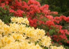 FOTO: LU Botāniskajā dārzā uzzied rododendri visās varavīksnes krāsās