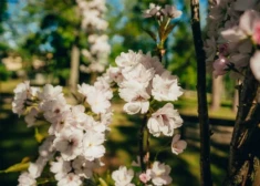 Saulkrastu Neibādes parkā krāšņi uzziedējušas pērn stādītās sakuras