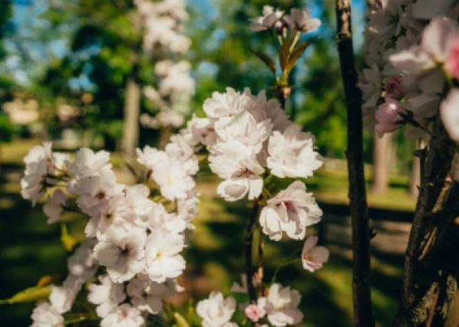 Saulkrastu Neibādes parkā krāšņi uzziedējušas pērn stādītās sakuras