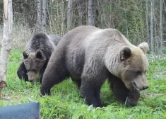 "Mūs šķīra ne vairāk kā pieci metri..." Lauris Limbažu novadā sastapies aci pret aci ar lāci