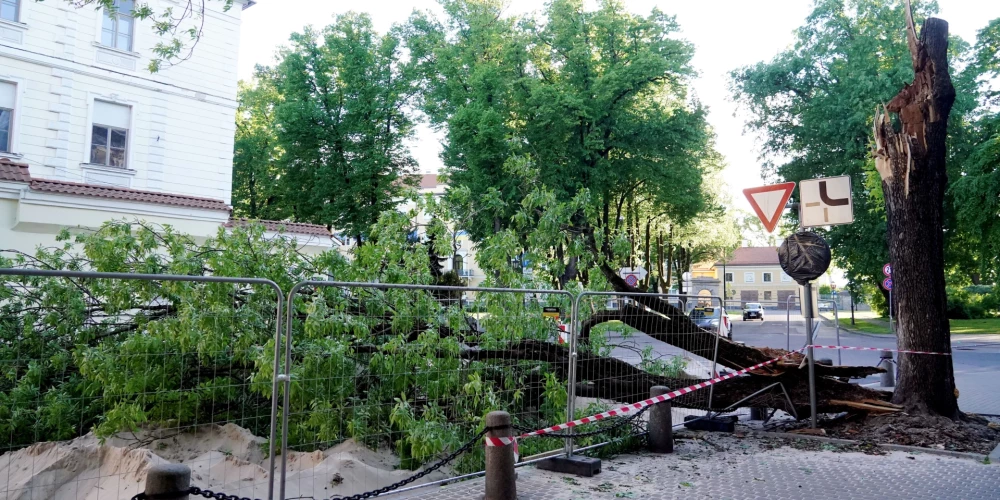 Stiprā vējā nogāzies koks pie Latvijas Bankas ēkas.