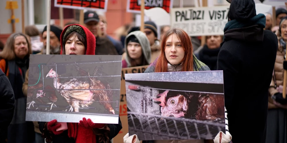 Biedrības "Dzīvnieku brīvība" akcija pie Saeimas, aicinot deputātus atkārtoti iesniegt un virzīt likumprojektu par aizliegumu turēt dējējvistas industriālajos sprostos (foto: Benjamins Flecners / LETA)