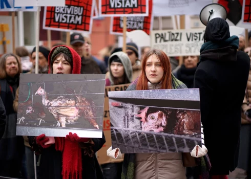 Biedrības "Dzīvnieku brīvība" akcija pie Saeimas, aicinot deputātus atkārtoti iesniegt un virzīt likumprojektu par aizliegumu turēt dējējvistas industriālajos sprostos (foto: Benjamins Flecners / LETA)