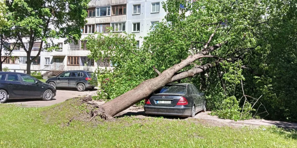 Uz automašīnas nogāzies koks Imantā (foto: Irina Sokolova)