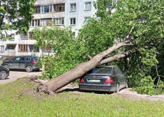 Imantā vējš uzgāzis koku uz automašīnas 
