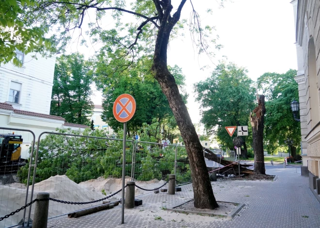 В Риге объявлено желтое предупреждение: порывы ветра могут достигать 20 м/с