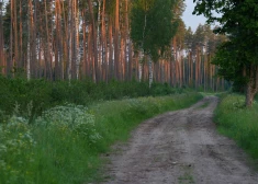 Обнаружено, что латвийским лесам все еще угрожает серьезная опасность