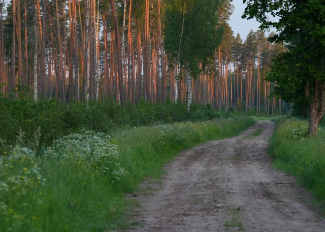 Обнаружено, что латвийским лесам все еще угрожает серьезная опасность