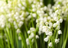 Pavasaris atvadīsies ar brāzmainu vēju, lietu un vietām pērkonu