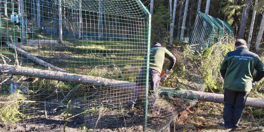 Vēja izgāzti koki sabojājuši Līgatnes dabas taku voljēru, ļaujot no tā izmukt lapsām. 