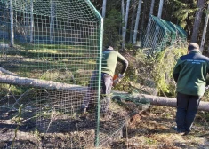 Vēja izgāzti koki sabojājuši Līgatnes dabas taku voljēru, ļaujot no tā izmukt lapsām