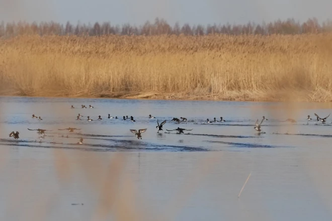 Вокруг озера сохранились влажные луга — редкий для Земгале тип местообитаний, который в регионе уцелел лишь отдельными фрагментами, главным образом вдоль Лиелупе.